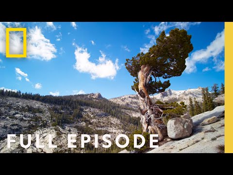 Wideo: Kto uczynił z Yosemite park narodowy?