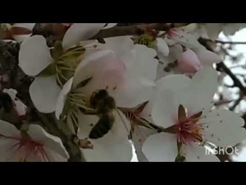 Video: Gullamaydigan viburnumlar - Viburnum butasini gullash