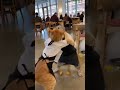 waiter cats #video #funny #sorts #viral