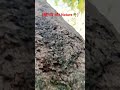 (❤️गांव और Nature🌴)#song #sorts