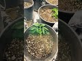 REAJUSTE LST!!!!! CHOCOLOPE Y FORBIDDEN FRUIT