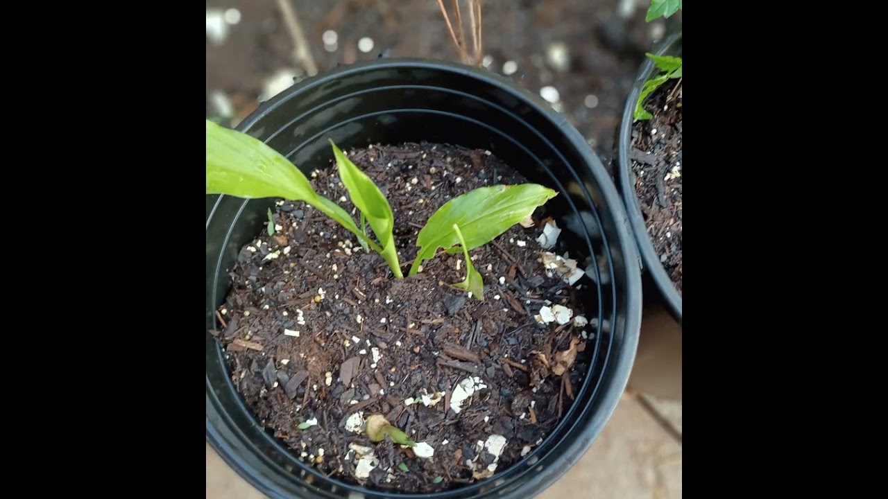 Pitiful Plants During Winter Time