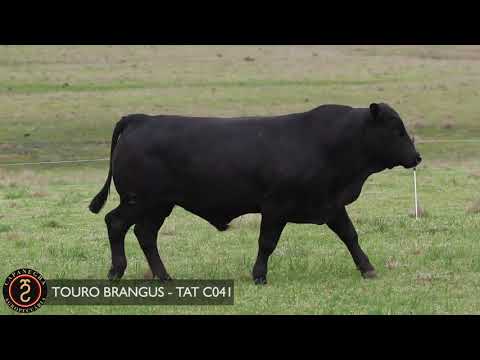 LOTE 57 - TOURO BRANGUS   TAT C041