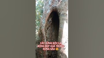 CÂY RỪNG ĐỘC LẠ BỘNG QUÁ ĐẸP TRONG RỪNG SÂU