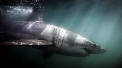 Woman Swimming with Seals Attacked by Huge Great W...