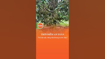 Đọt đi khi gần thu gây sượng trái, nhà gườn cầb làm gì? #saurieng #shorts