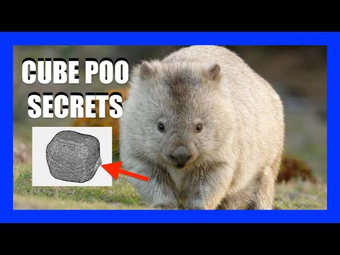 How Do Wombats Make Cubed Poo? | [OFFICE HOURS] Podcast #039