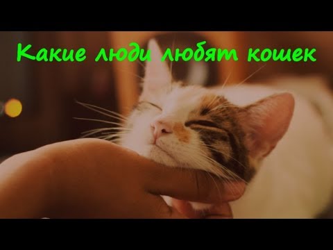 ПОЧЕМУ ЛЮДИ ЛЮБЯТ КОШЕК  WHY PEOPLE LOVE CATS