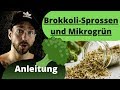 Brokkoli-Sprossen und Mikrogrün ziehen- Anleitung- die gesündesten Sprossen!