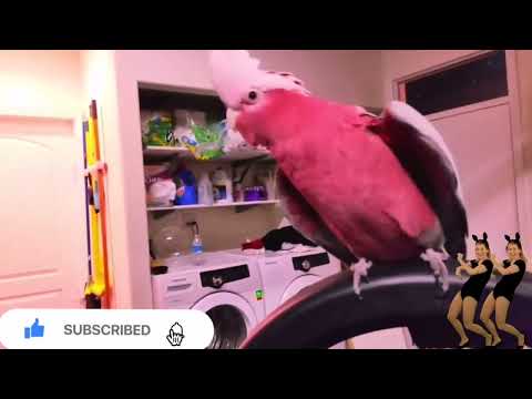 Amazing Dancing Funny Pink Galah Cockatoo Parrot