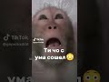 бибизанки ты что сума сошел смешнойшортс обезьяна смешновидео бибизанки ты что сума сошел смешнойшортс обезьяна смешновидео