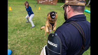 What is a 'Protection Dog?'