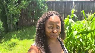 Quick video about mustards collards cabbage and kale
