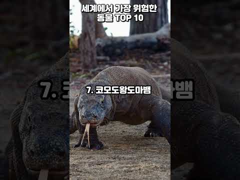 세계에서 가장 위험한 동물 TOP 10  #순위 # TOP 10 #정보 #위험한동