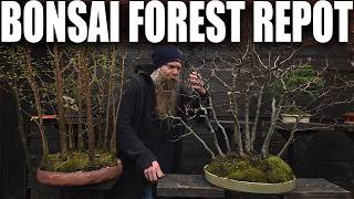 8-Year-Old Bonsai Forest Gets Its First Pot