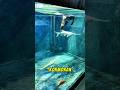 Aquarium Berubah Mencekam Setelah Kormoran Dilepas#ikan #aqaurium #shorts