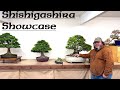 Shishigashira showcase  greenwood bonsai