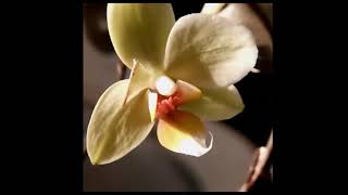 Первый опыленный цветочек орхидеи