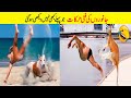 TOP ANIMALS FUNNY MOMENTS | TRY TO LAUGH CHALLENGE | DREAM FACTS
