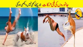 TOP ANIMALS FUNNY MOMENTS | TRY TO LAUGH CHALLENGE | DREAM FACTS