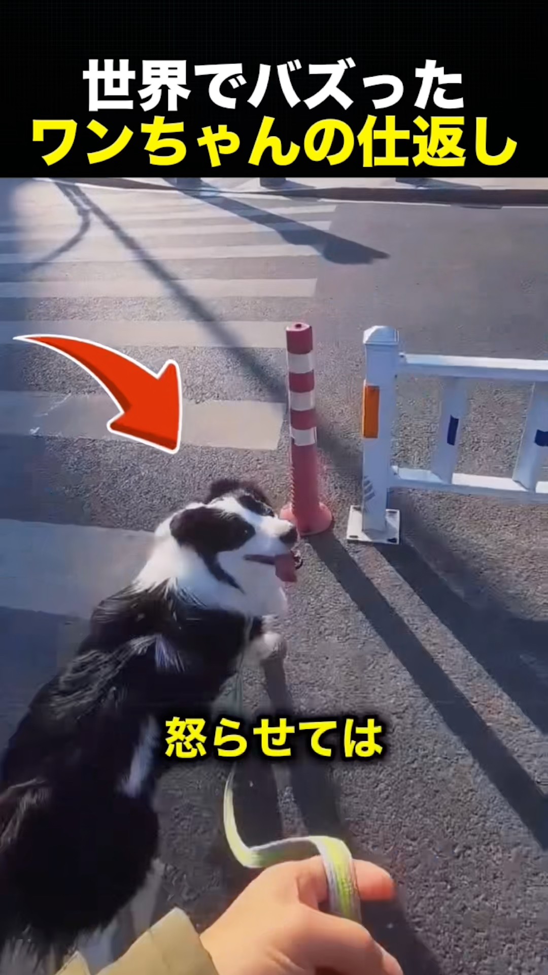 This Is Why You Should Never Make Your Dog Mad! - YouTube