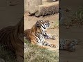 Purrfect Tiger Caturday