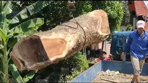 Cẩu khúc gỗ cực khủng , tài xế mập điều khiển cần cẩu UNIC A 360k quá kỹ thuật.