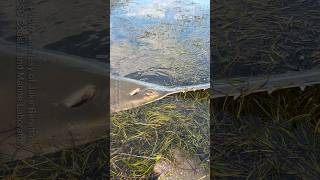What Happened to Florida’s Sawfish New Mortality Update