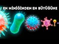 En Küçüğünden En Büyüğüne Mikroplar