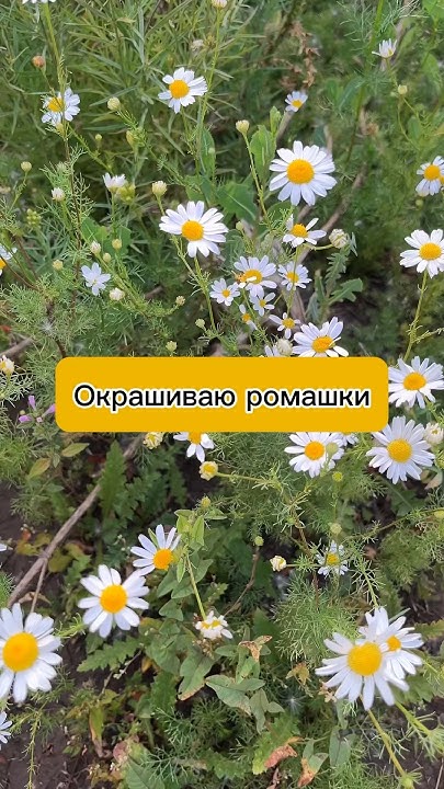 Зеленые ромашки😱💚 #сухоцветы #ромашка #эпоксиднаясмола #творчество # ...