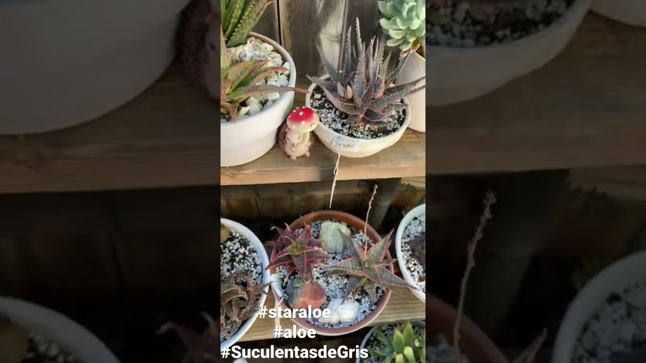 Aloes híbridos !