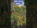 가을날씨  꽃밭에서  #김경중tv #shorts  #봉숭아학당혁신학교  #트로트  #김미성