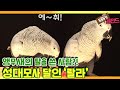 [TV 동물농장 레전드] ‘성대모사 달인, 앵무새 랄라’ 풀버전 다시보기 I TV동물농장 (Animal Farm) | SBS Story