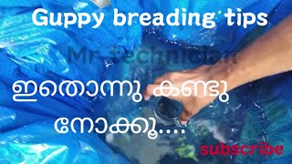 Guppy cross breading blue/red | simple tips for breading | Guppy farm | Future Tips guppy