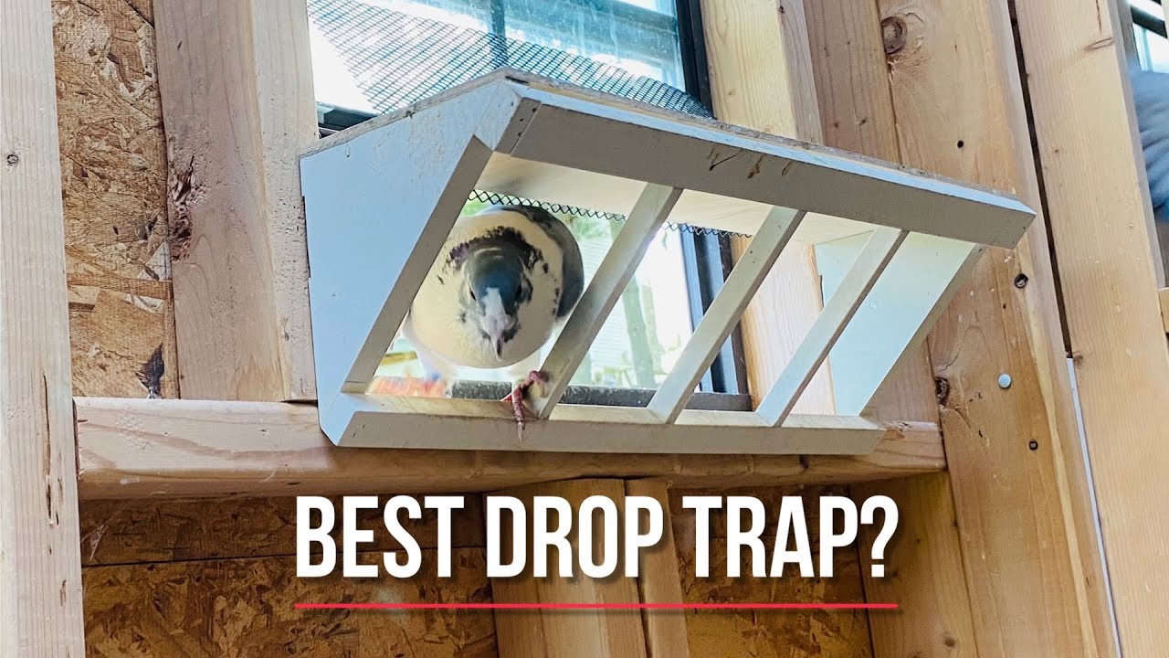 Racing pigeon loft drop trap! 