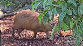 The Capybaras. Australia by Duggan freddy 1 view 1 hour ago 3 minutes, 54 seconds