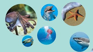 Can You Name All These Sea Animals?