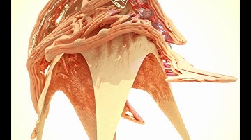 tissue development branch01 test02