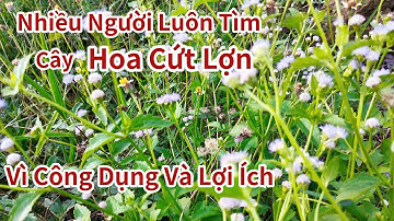 Cây Hoa Cứt Lợn Còn Gọi Là (Hoa Ngũ Sắc) Có Nhiều Công Dụng Rất Tuyệt Vời 
