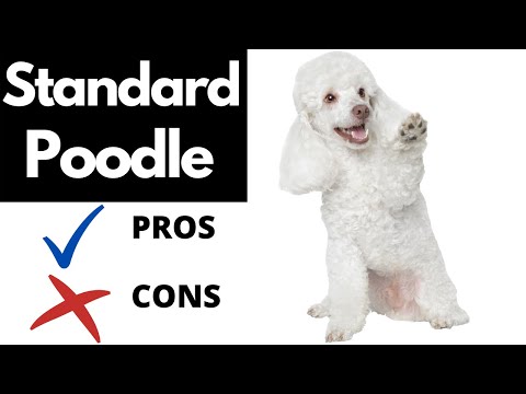 Video: Poodle (Standard) Jenis Anjing Hypoallergenic, Kesihatan Dan Jangka Hayat