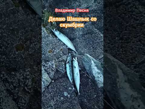 Владимир Песня / Ты #шортс #shortvideo #shorts