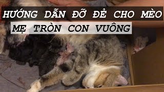 Hướng Dẫn Quá Trình Đỡ Đẻ Cho Mèo  Chi Tiết Từng Bước Bạn Nên Xem Nếu Mèo Của Bạn Sắp Đẻ