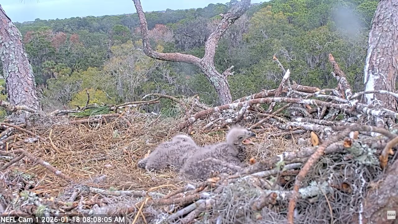 Bald Eagle - NEFL Cam 1 18.01.2026 