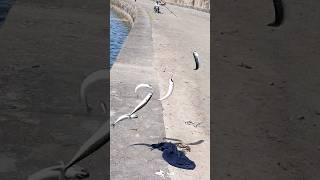 mackerel Fishing North Wales Holyhead breakwater #fishing #seafood #youtubeshorts #sea