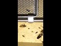 How To Kill a SEVERE Infestation of German Roaches