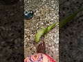 #talkingparot #parrot #birds #talkingparrot #cute #bolnewalatota #mitthu #mummy