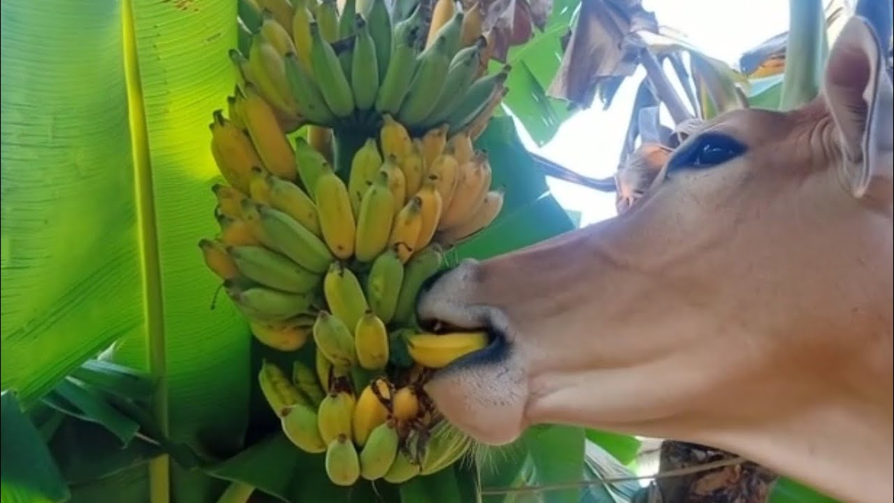 Animals Love Bananas | Monkeys, Elephants and Birds Banana Feast for Animals 🐒🐘🐦.