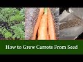 How to Grow Carrots from Seed including Purple Carrots