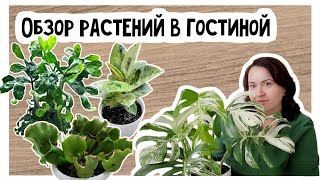 Обзор коллекции растений в гостиной