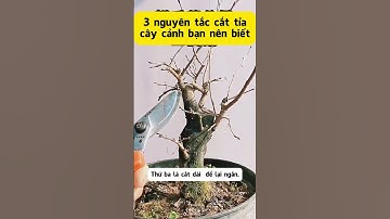 3 Kỹ Thuật Cắt Tỉa Cây Cảnh Cơ Bản #bonsai #caycanh #làmvườn #lamvuon  #xuhuong